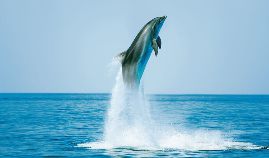 slider-dauphin-saut.jpg Dauphin bondissant au-dessus de l'océan sous un ciel bleu