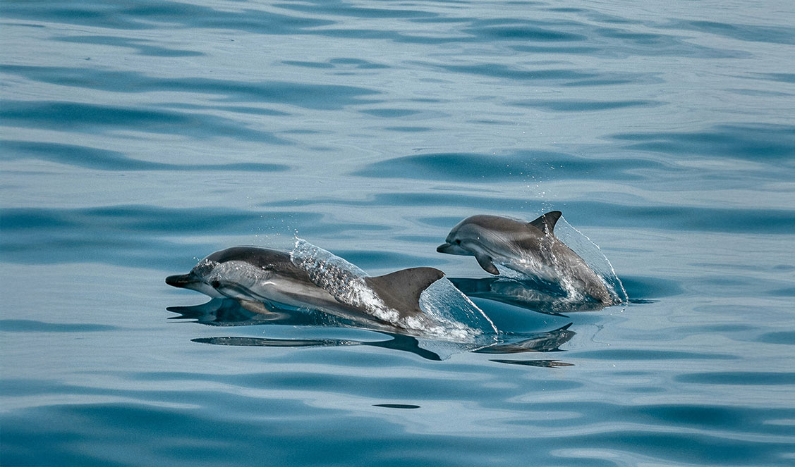 slider-dauphins-duo.jpg Deux dauphins nageant ensemble à la surface de l’océan